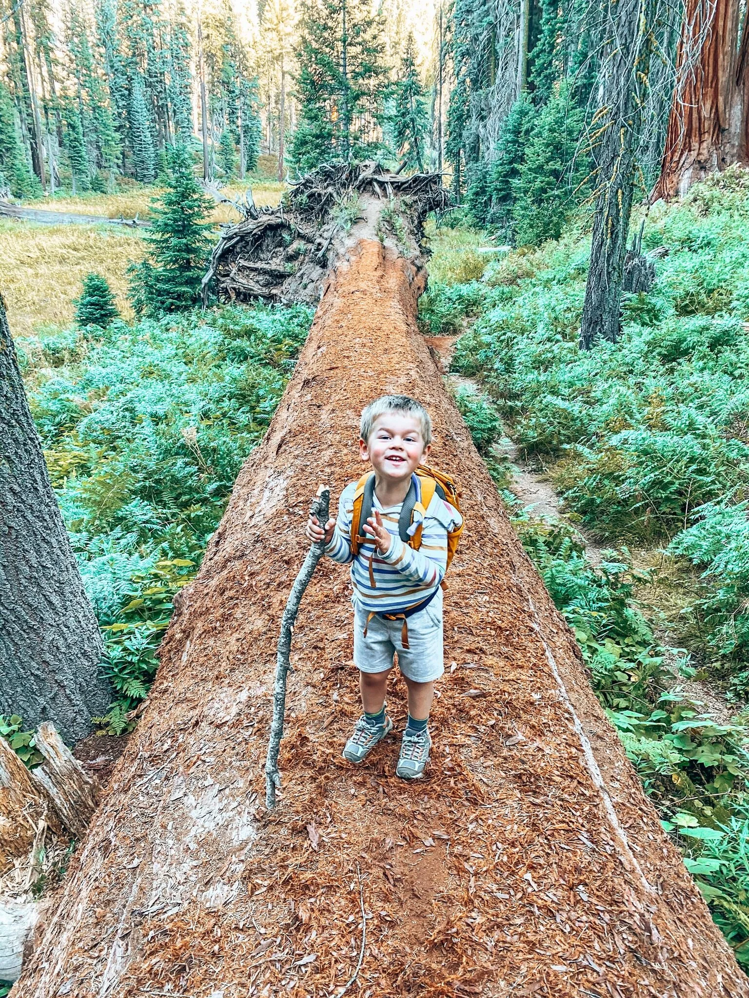 What to Do in Sequoia National Park with Kids or Without Big Brave Nomad
